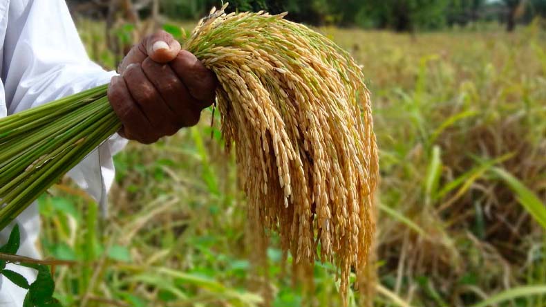 Cultivos de arroz 30 6 22