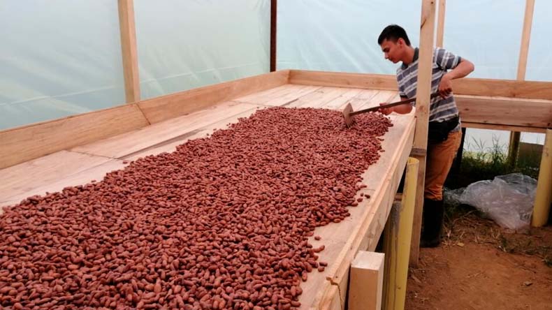 Cacao en el Tolima 7 5 22