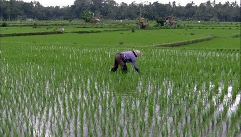 cultivos de arroz