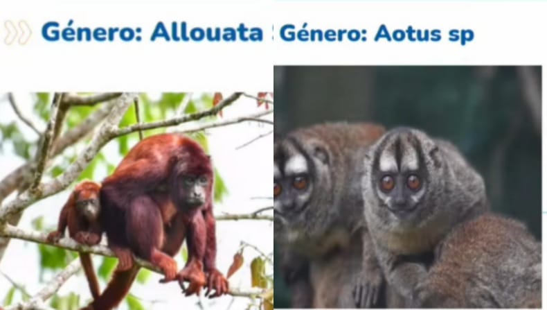 primates muertos