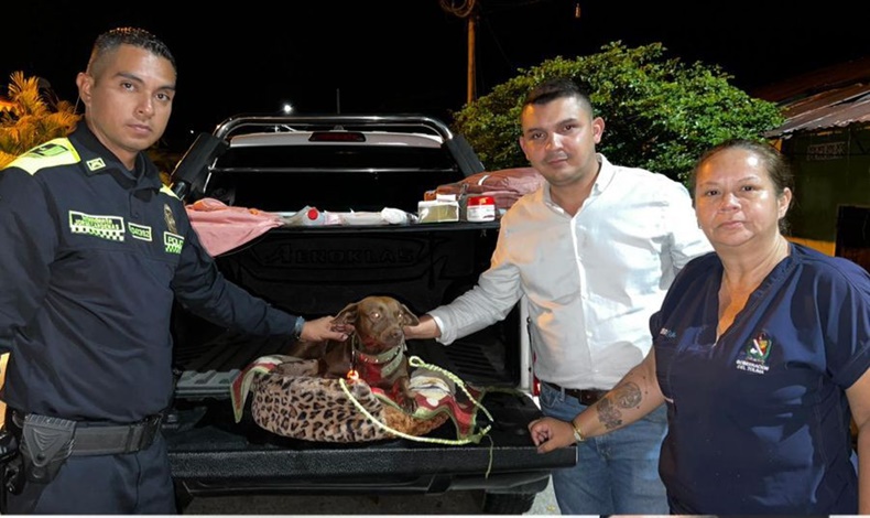perrita lastimada