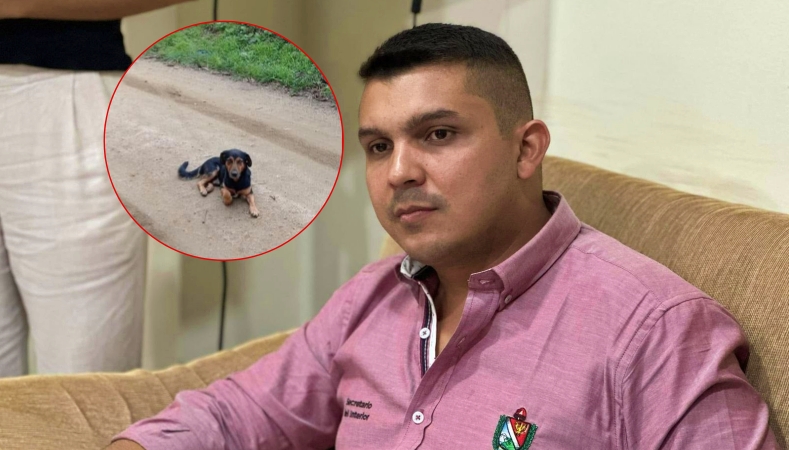 perrito maltratado