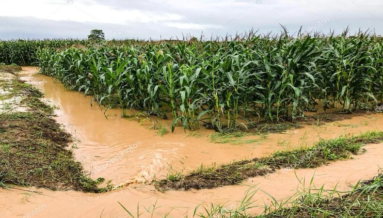 lluvias complican