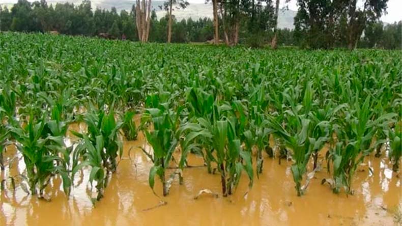 Cultivos de maiz afectados por lluvias