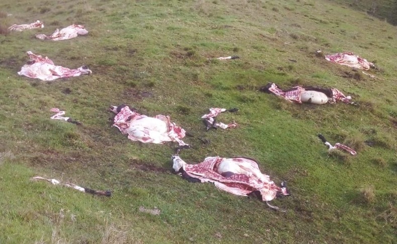 vacas asesinado