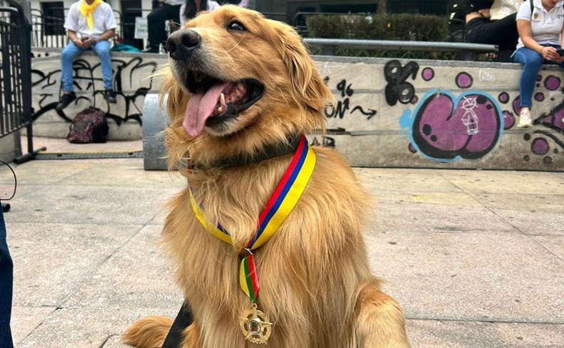 Conderación perro