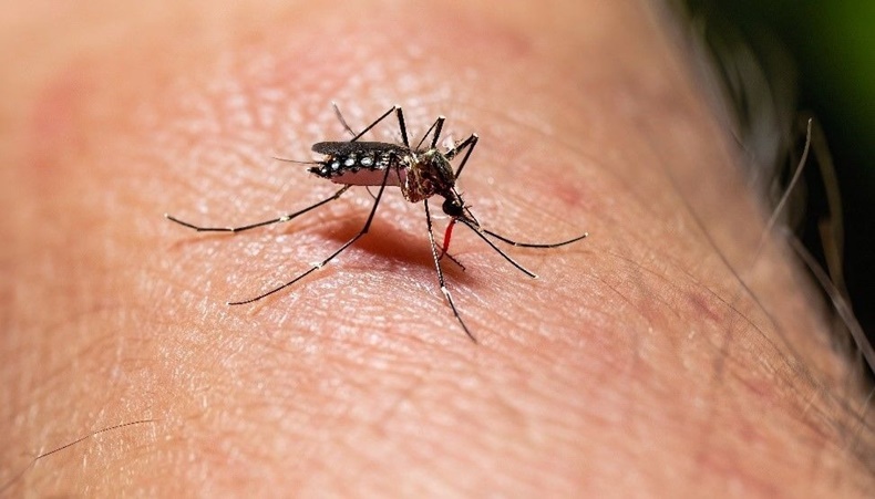 El dengue sigue