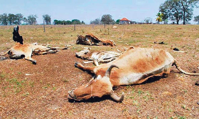 reses muertas calor
