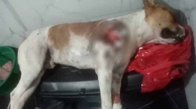 Perrito asesinado Rovira