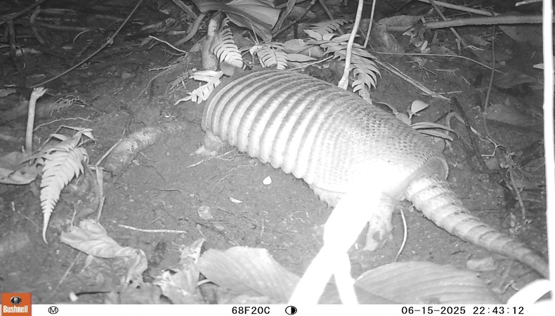 cortolimaarmadillo_1.jpg